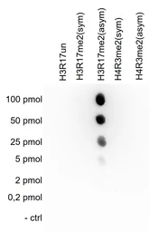 Anti-Histone H3R17me2 (Asymmetric Di-methyl Arg17) antibody - ChIP grade used in Dot blot (Dot). GTX60344