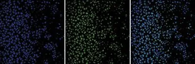 Anti-Histone H4 antibody - ChIP grade used in Immunocytochemistry/ Immunofluorescence (ICC/IF). GTX60345