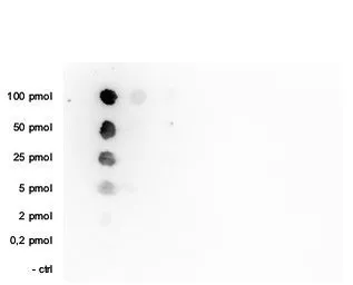 Anti-Histone H3K36me1 (Mono-methyl Lys36) antibody - ChIP grade used in Dot blot (Dot). GTX60354