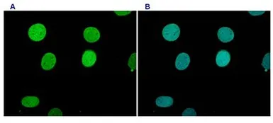Anti-Histone H3K9me1 (Mono-methyl Lys9) antibody - ChIP grade used in Immunocytochemistry/ Immunofluorescence (ICC/IF). GTX60356