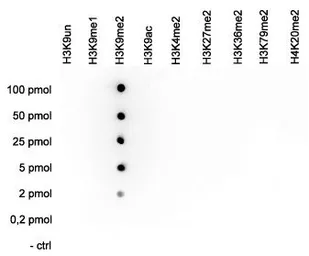 Anti-Histone H3K9me2 (Di-methyl Lys9) antibody - ChIP grade used in Dot blot (Dot). GTX60357