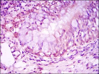 Anti-Glucocorticoid Receptor antibody [6E6] used in IHC (Paraffin sections) (IHC-P). GTX60389