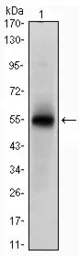 Anti-Musashi 1 antibody [2A12] used in Western Blot (WB). GTX60408