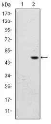 Anti-BPTF antibody [2F10] used in Western Blot (WB). GTX60433