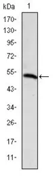 Anti-PODXL antibody [5F5] used in Western Blot (WB). GTX60437