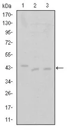 Anti-CDK9 antibody [1B5D10] used in Western Blot (WB). GTX60443