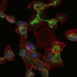 Anti-Apolipoprotein B antibody [6G6] used in Immunocytochemistry/ Immunofluorescence (ICC/IF). GTX60445