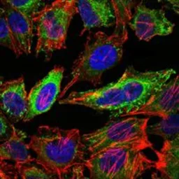Anti-ABCG2 antibody [3G8] used in Immunocytochemistry/ Immunofluorescence (ICC/IF). GTX60447