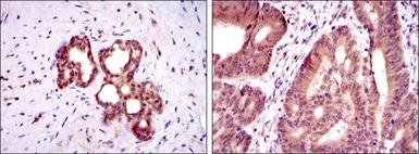 Anti-OTX2 antibody [1H12C4B5] used in IHC (Paraffin sections) (IHC-P). GTX60448