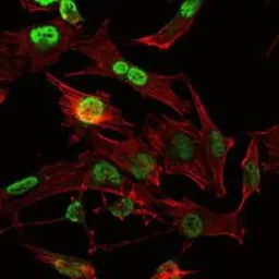 Anti-OTX2 antibody [1H12G8B2] used in Immunocytochemistry/ Immunofluorescence (ICC/IF). GTX60449