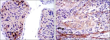 Anti-SMN1 antibody [2F1] used in IHC (Paraffin sections) (IHC-P). GTX60451