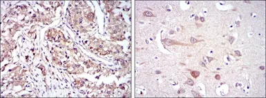 Anti-Hsp90 beta antibody [5G4] used in IHC (Paraffin sections) (IHC-P). GTX60458