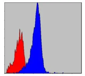 Anti-CrkL antibody [5E12] used in Flow cytometry (FCM). GTX60462