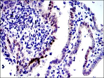 Anti-c-Jun antibody [5B1] used in IHC (Paraffin sections) (IHC-P). GTX60477