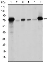 Anti-Lamin A antibody [4E7] used in Western Blot (WB). GTX60478