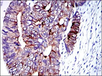 Anti-Cytokeratin 19 antibody [4E8] used in IHC (Paraffin sections) (IHC-P). GTX60480