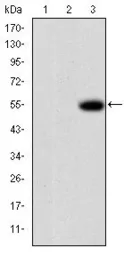 Anti-MMP9 antibody [5G3] used in Western Blot (WB). GTX60482