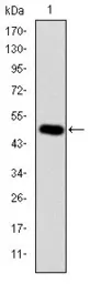 Anti-CRK antibody [3G11C1] used in Western Blot (WB). GTX60487