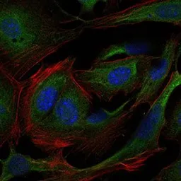 Anti-CRK antibody [3G11E8] used in Immunocytochemistry/ Immunofluorescence (ICC/IF). GTX60488