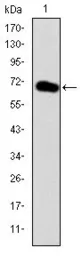 Anti-GATA5 antibody [1B11] used in Western Blot (WB). GTX60493