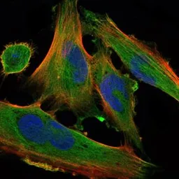 Anti-DLK1 antibody [3A10] used in Immunocytochemistry/ Immunofluorescence (ICC/IF). GTX60511