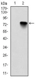 Anti-Bmi1 antibody [3E3] used in Western Blot (WB). GTX60516