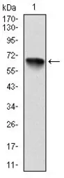 Anti-RSK2 antibody [4E10] used in Western Blot (WB). GTX60517