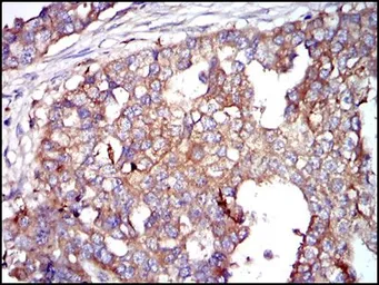 Anti-G6PD antibody [2H7] used in IHC (Paraffin sections) (IHC-P). GTX60518