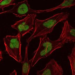 Anti-MCM2 antibody [1E7] used in Immunocytochemistry/ Immunofluorescence (ICC/IF). GTX60520