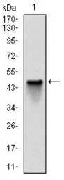 Anti-NQO1 antibody [4D12] used in Western Blot (WB). GTX60523