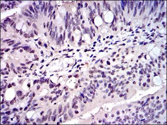 Anti-SKP1 antibody [4E11] used in IHC (Paraffin sections) (IHC-P). GTX60525