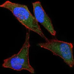 Anti-Lplunc1 antibody [2A5] used in Immunocytochemistry/ Immunofluorescence (ICC/IF). GTX60533