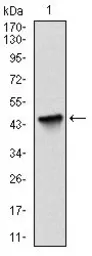 Anti-Survivin antibody [1H5] used in Western Blot (WB). GTX60534
