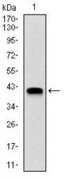 Anti-NEDD8 antibody [1A7] used in Western Blot (WB). GTX60545