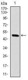 Anti-Raf1 antibody [4G4] used in Western Blot (WB). GTX60556