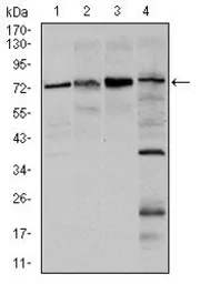 Anti-FOXO1 antibody [3B6] used in Western Blot (WB). GTX60558