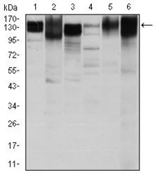Anti-Integrin beta 1 / CD29 antibody [3B6] used in Western Blot (WB). GTX60563