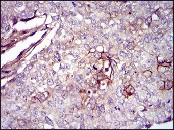 Anti-Fibronectin antibody [2F4] used in IHC (Paraffin sections) (IHC-P). GTX60570