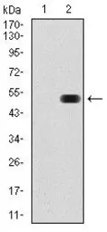 Anti-Fibronectin antibody [2F4G2] used in Western Blot (WB). GTX60571