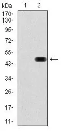 Anti-RAP1A antibody [5F8] used in Western Blot (WB). GTX60585