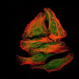 Anti-Splunc2 antibody [1F12] used in Immunocytochemistry/ Immunofluorescence (ICC/IF). GTX60590