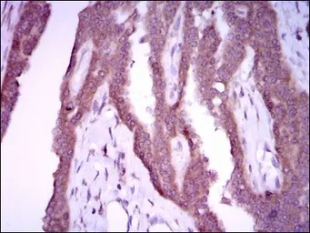 Anti-iNOS antibody [4E5] used in IHC (Paraffin sections) (IHC-P). GTX60599