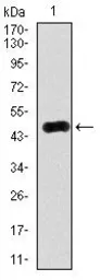 Anti-RAB4A antibody [4E11] used in Western Blot (WB). GTX60601