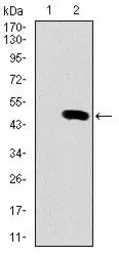 Anti-PU.1 antibody [5C7] used in Western Blot (WB). GTX60620