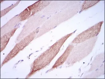 Anti-CD166 antibody [5B3] used in IHC (Paraffin sections) (IHC-P). GTX60629