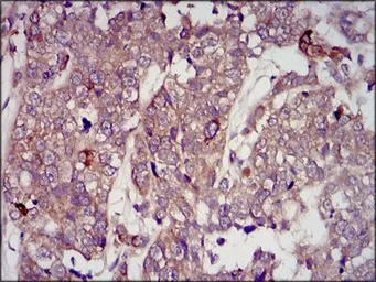 Anti-IGF2 antibody [8H1] used in IHC (Paraffin sections) (IHC-P). GTX60630