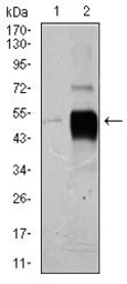 Anti-Brn2 antibody [6H12] used in Western Blot (WB). GTX60632