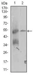 Anti-TRIP6 antibody [6H4] used in Western Blot (WB). GTX60653
