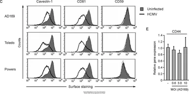 Anti-CD59 antibody [8D2B8] used in Flow cytometry (FCM). GTX60658