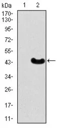 Anti-MEF2C antibody [6H2G2] used in Western Blot (WB). GTX60668
